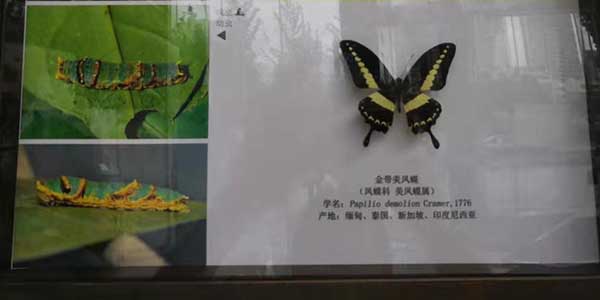 蝴蝶引發的人生思索-麻豆视频网址下载氣動工具
